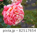模様のあるピンクのバラ 82517654