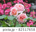 バラ園の中 82517658