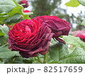 落ち着いたえんじ色のバラ 82517659