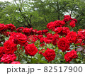 真っ赤なバラに囲まれて 82517900
