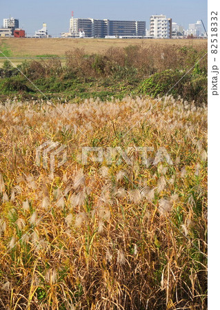土手から見る晩冬の枯れ荻のある江戸川河川敷風景 土手から見る晩冬の枯れ荻のある江戸川河川敷風景 82518332
