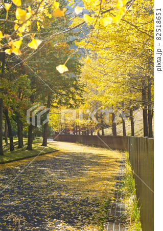 いちょう並木のある公園《山北町》 82518651