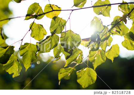 Leaves on a tree in late summer Leaves on a tree in late summer 82518728