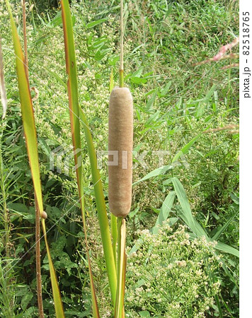 ガマの穂 蒲の花序 ガマの穂 蒲の花序 82518765
