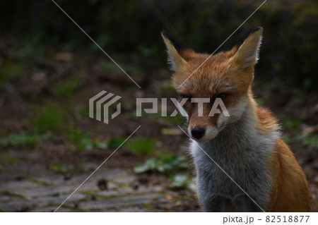 山で出会った一匹の野生のキツネ 山で出会った一匹の野生のキツネ 82518877