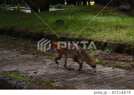 山で出会った一匹の野生のキツネ 山で出会った一匹の野生のキツネ 82518879
