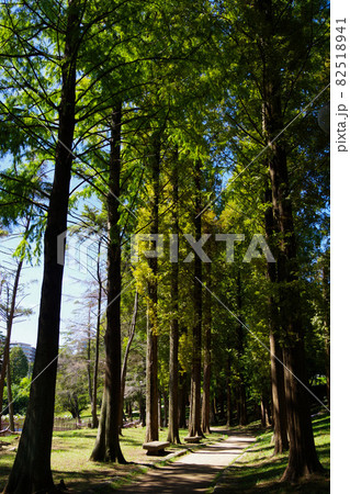 市街地の公園　緑豊かな公園　池　憩いの場　ニュータウン 82518941