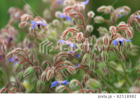 ボリジの花 82518982