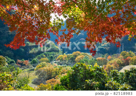 三保ダム広場の紅葉《山北町》 82518983