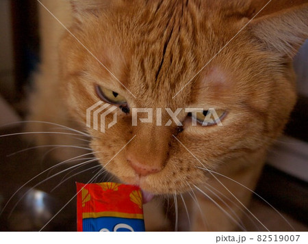 おやつを無心に食べる猫 82519007