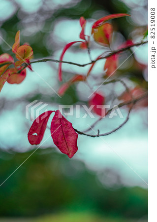 紅葉した赤い葉 82519008