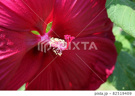 クローズアップ撮影したアメリカ芙蓉の花 クローズアップ撮影したアメリカ芙蓉の花 82519409