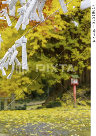 黄い大銀杏と落ち葉を背景にしたおみくじ【岩殿観音正法寺】／埼玉県東松山市 82519617