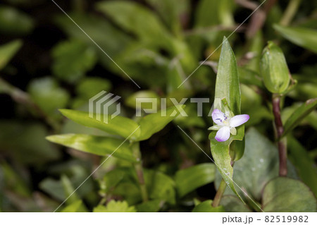 イボクサ 82519982