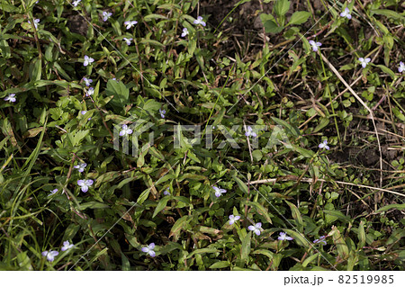 イボクサ 82519985