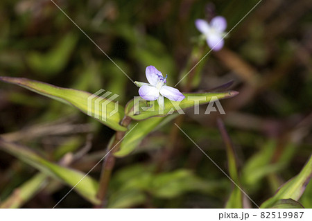 イボクサ イボクサ 82519987