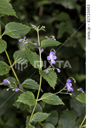 カリガネソウ カリガネソウ 82520003