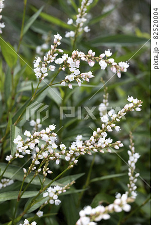 シロバナサクラタデ シロバナサクラタデ 82520004