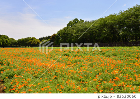 こもれび森のイバランドへ行きました　＃2 82520060