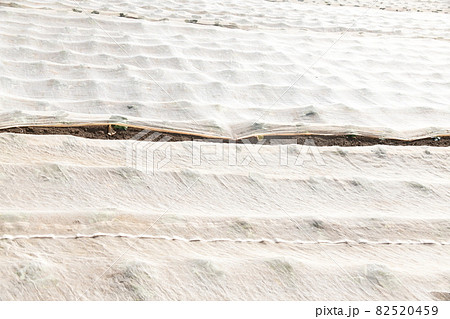 畑の栽培 82520459