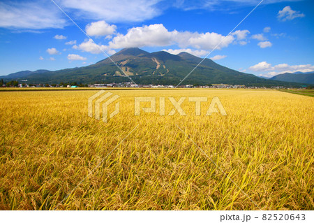 稲穂と磐梯山(福島県・猪苗代町) 稲穂と磐梯山(福島県・猪苗代町) 82520643