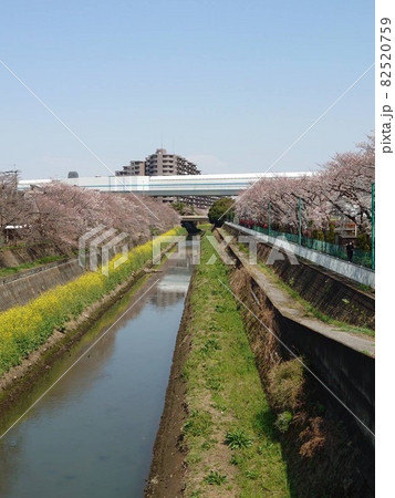 笹目川と桜 82520759