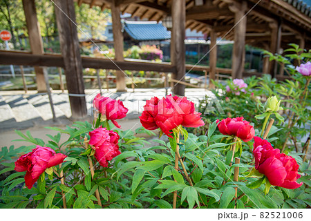 奈良県桜井市 長谷寺の回廊横に咲く牡丹の花の写真素材