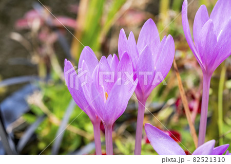 Colchicum autumnale Colchicum autumnale 82521310
