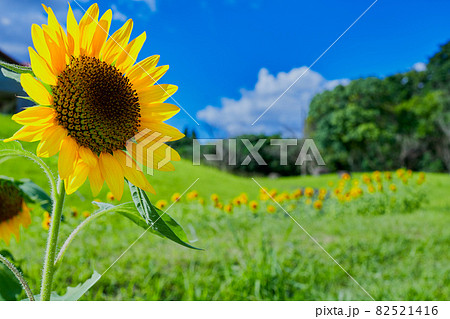 ひまわりの写真素材 [82521416] - PIXTA