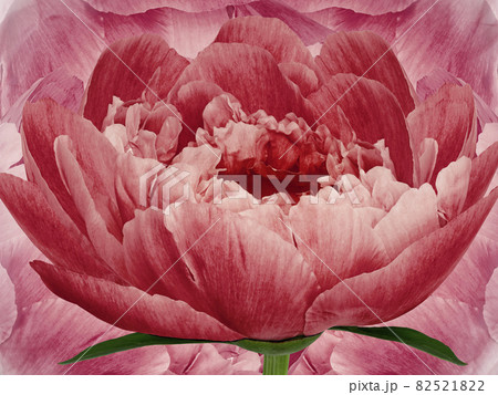 flower  red peony on background pink. Red flowers peonies. floral background.  Flower composition. Nature. 82521822