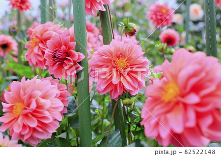 馬見丘陵公園　満開のダリア園 82522148