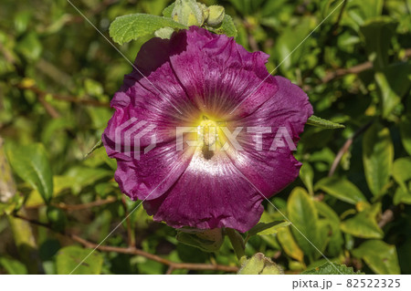 Hollyhock 82522325