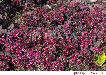 Sedum 'Stewed Rhubarb Mountain' (hylotelephium) 82522334
