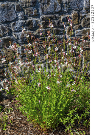 Gaura lindheimeri 'Sparkle White' Gaura lindheimeri 'Sparkle White' 82522337