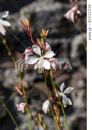 Gaura lindheimeri 'Sparkle White' 82522339