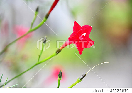 ルコウソウ（縷紅草） 82522650