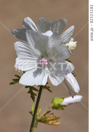 Malva 'Alba' 82523182