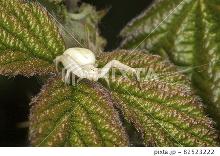 White crab spider White crab spider 82523222