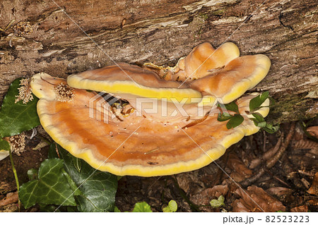 Bracket fungus growing from a decaying tree Bracket fungus growing from a decaying tree 82523223
