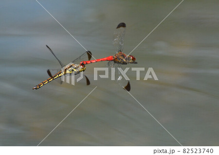 オスとメスが繋がって、水辺を飛び回る赤トンボの仲間 82523740