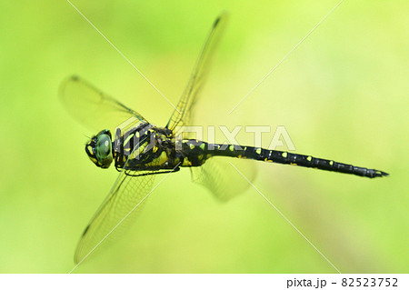 森の木陰の中で飛び回るサラサヤンマ 82523752