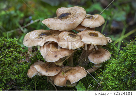 Woodland fungi mushrooms in the autumn Woodland fungi mushrooms in the autumn 82524101