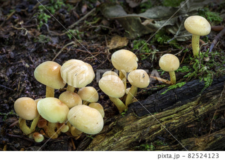 Woodland fungi mushrooms in the autumn Woodland fungi mushrooms in the autumn 82524123