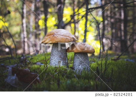two big orange cap mushrooms in moss two big orange cap mushrooms in moss 82524201