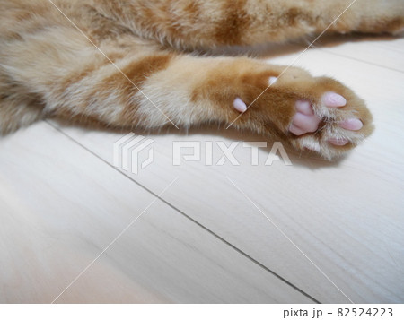 猫の肉球 猫の肉球 82524223