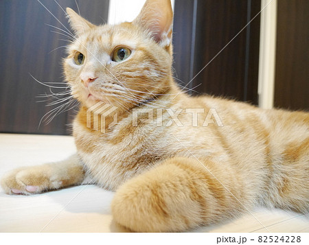 気になる猫 気になる猫 82524228