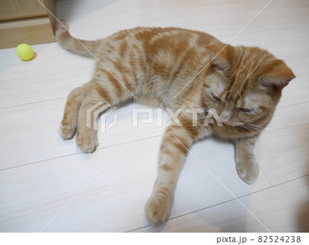 手が出る猫 手が出る猫 82524238