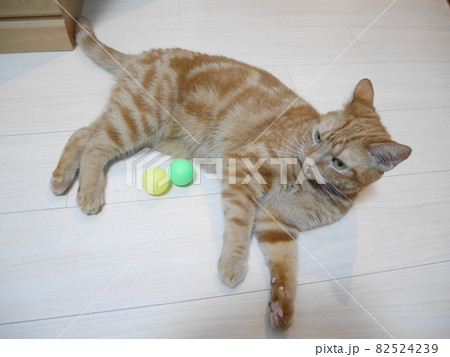 休憩猫 休憩猫 82524239