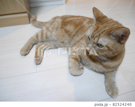 狙う猫 狙う猫 82524240