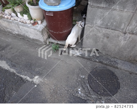 田舎の猫二匹の写真素材